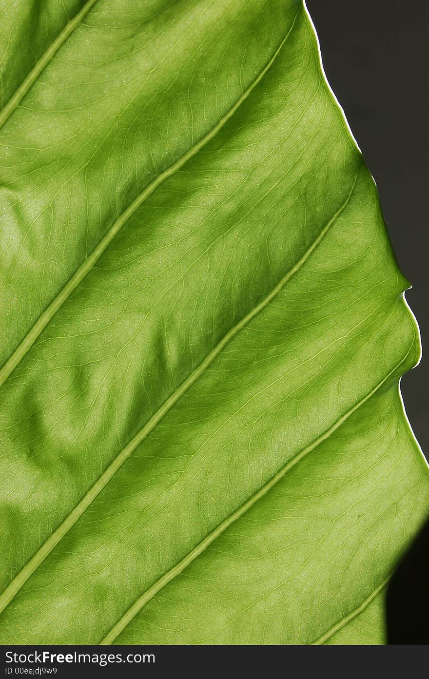 Background of large textured leaf. Background of large textured leaf