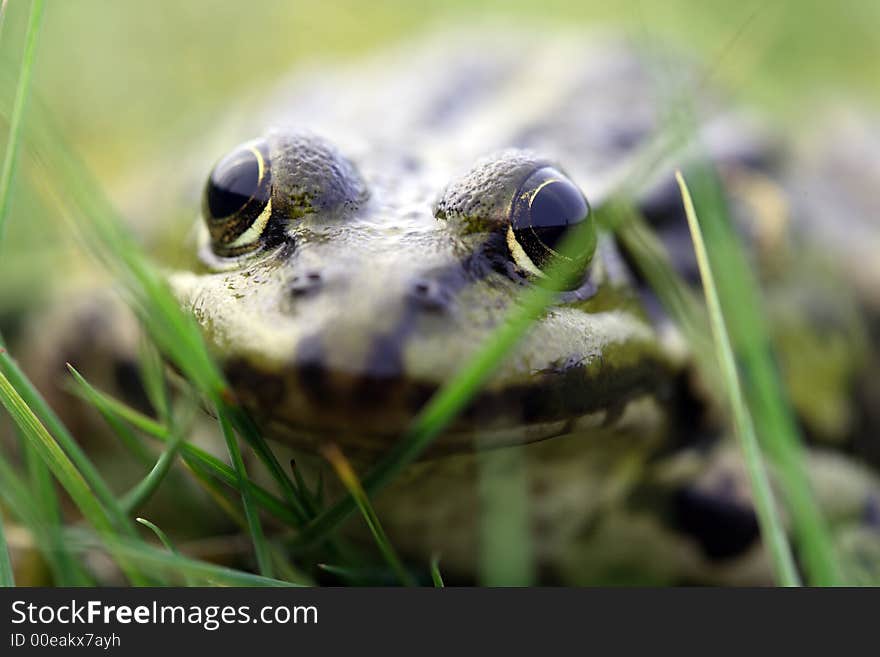 Frog