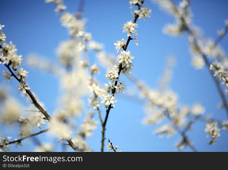 A blooming tree and a blue sky