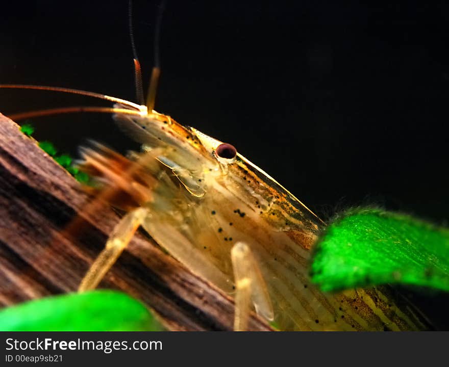 Close-up of freshwater shrimp: Wood or Singapore Shrimp, Atyopsis moluccensis, Atyidae family