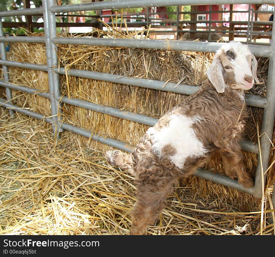 Adorable Curly Haired Baby Angora Lamb. Adorable Curly Haired Baby Angora Lamb