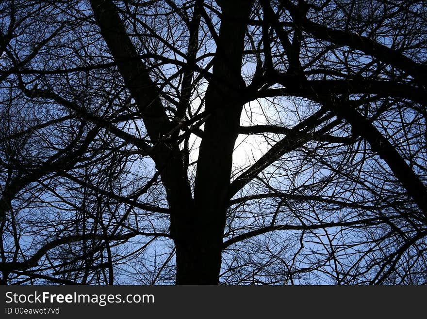 Silhouette of tree with sun directly behind main trunk. Silhouette of tree with sun directly behind main trunk