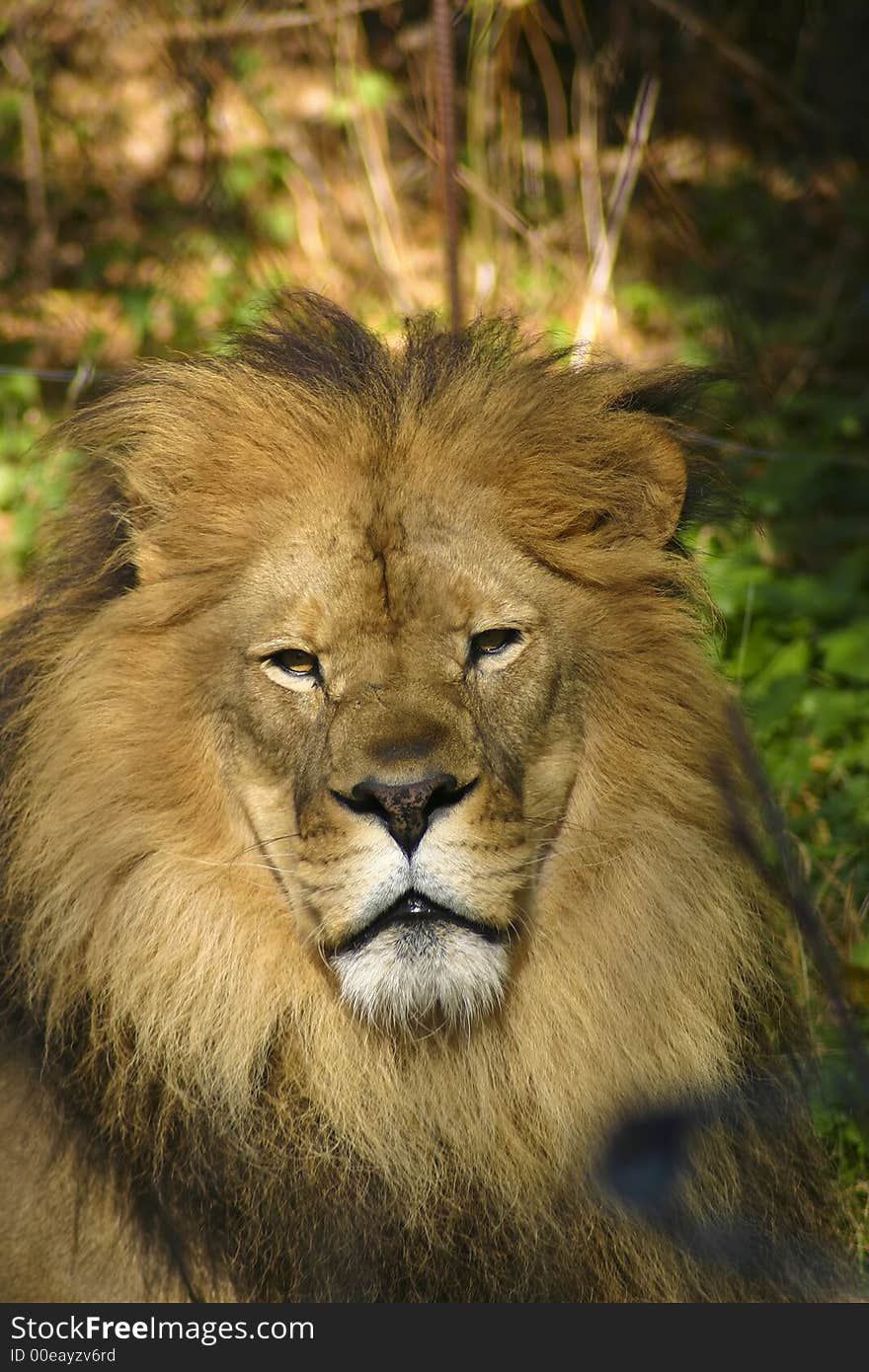 Front view of a lion