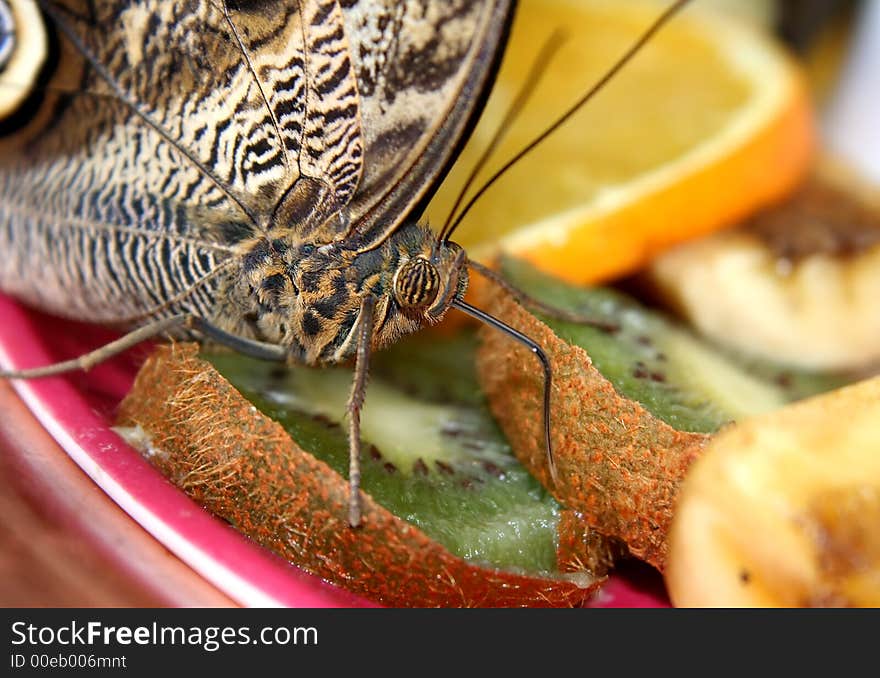 Butterfly In A Fruit Plate.