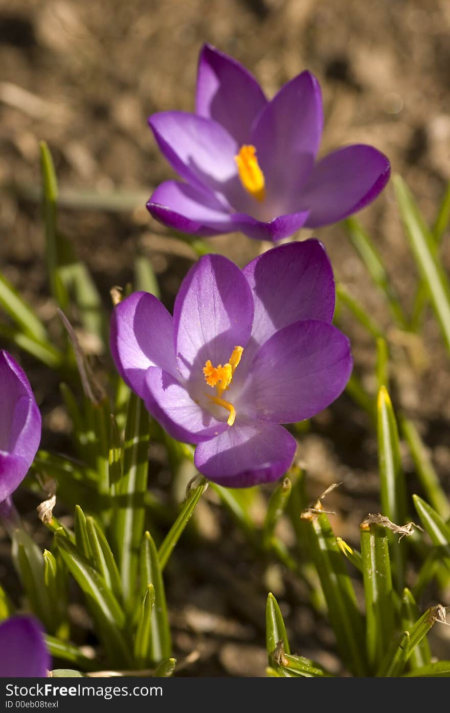 First flowers that mark the beginning of spring. First flowers that mark the beginning of spring