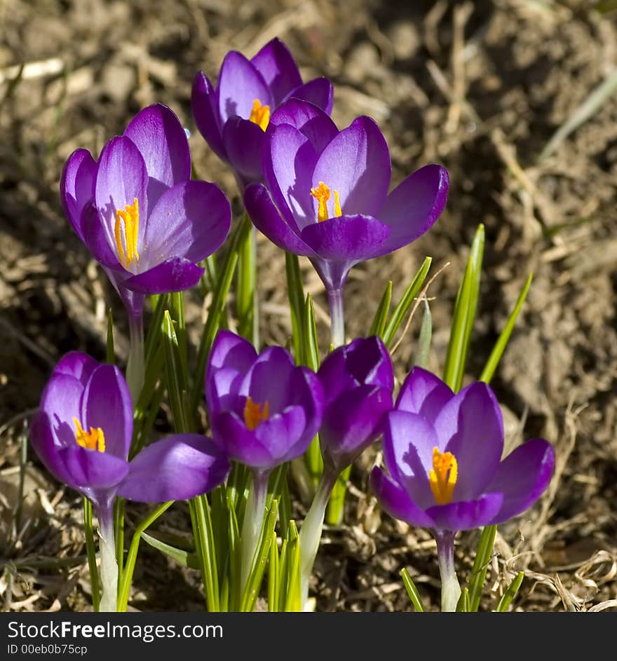 First flowers that mark the beginning of spring. First flowers that mark the beginning of spring