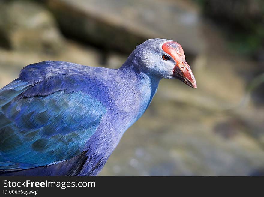 The Purple Swamp hen - portrait