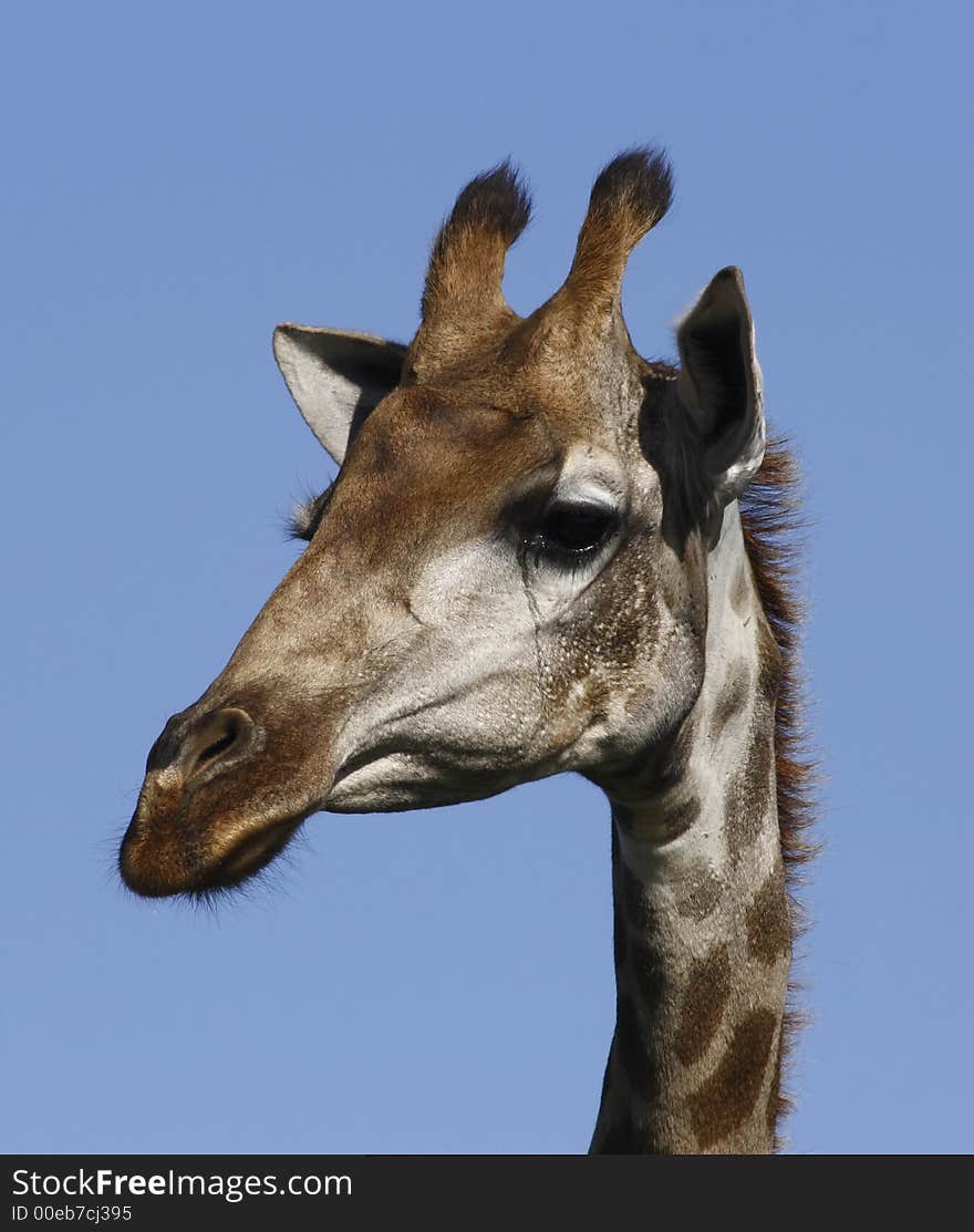 Giraffe looking down