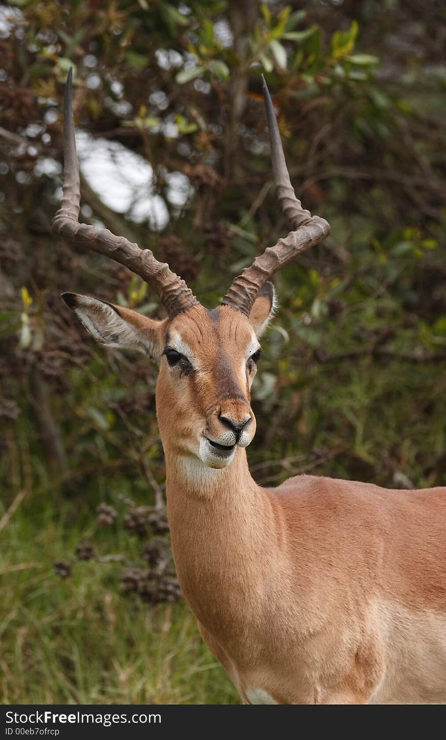 Impala chewing