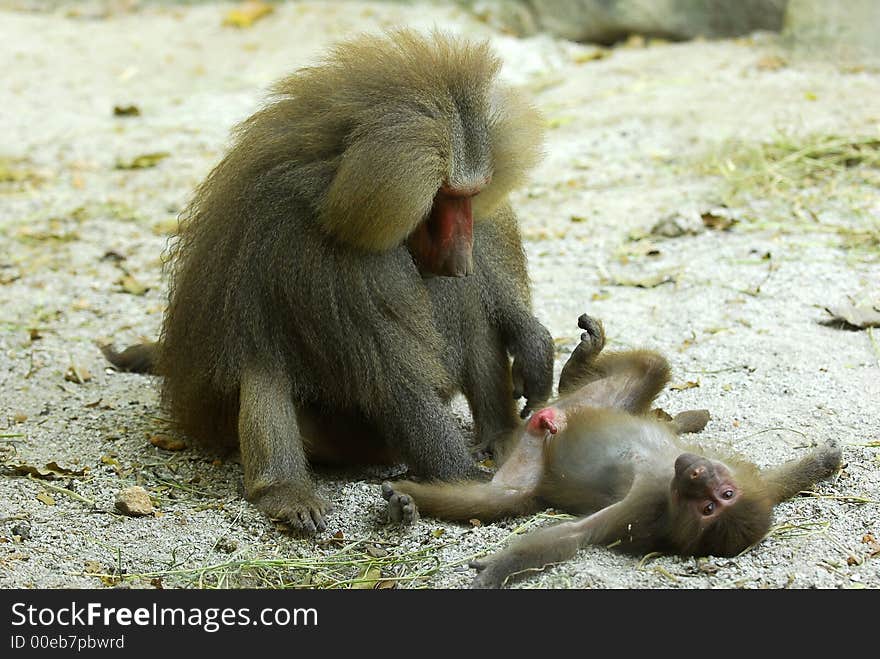 Baboon & Child