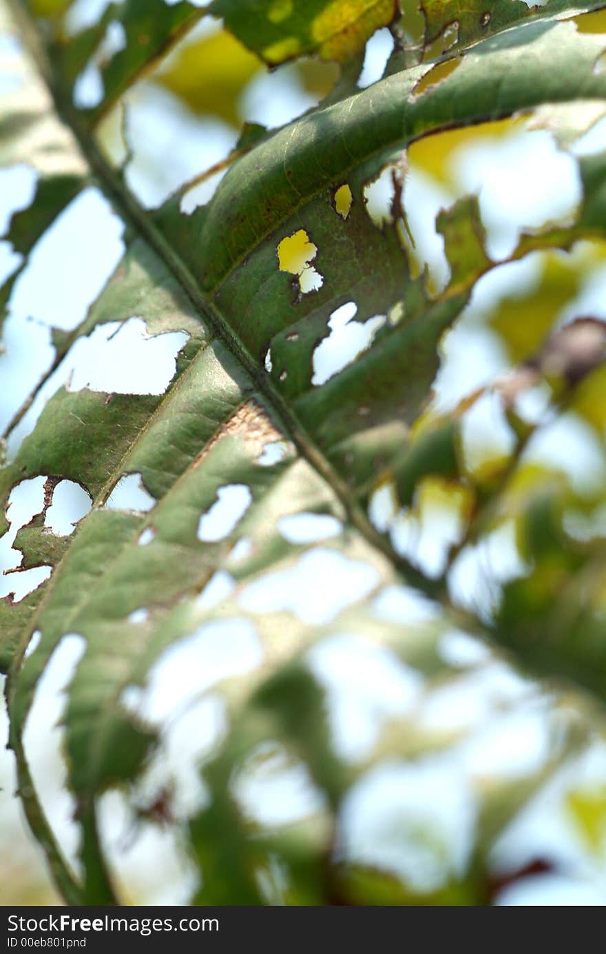 leaf almost finish eaten by caterpillar.