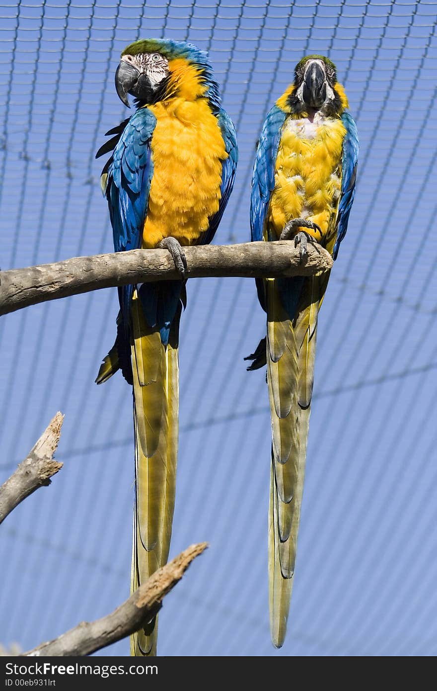 Blue and yellow Macaw