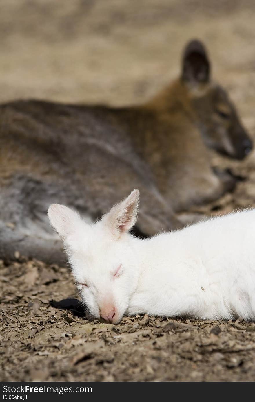 The Red necked wallaby sleeping by mother