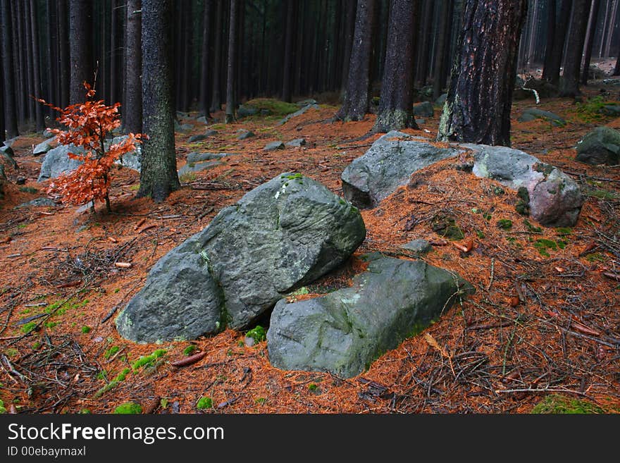 Stones In Forest