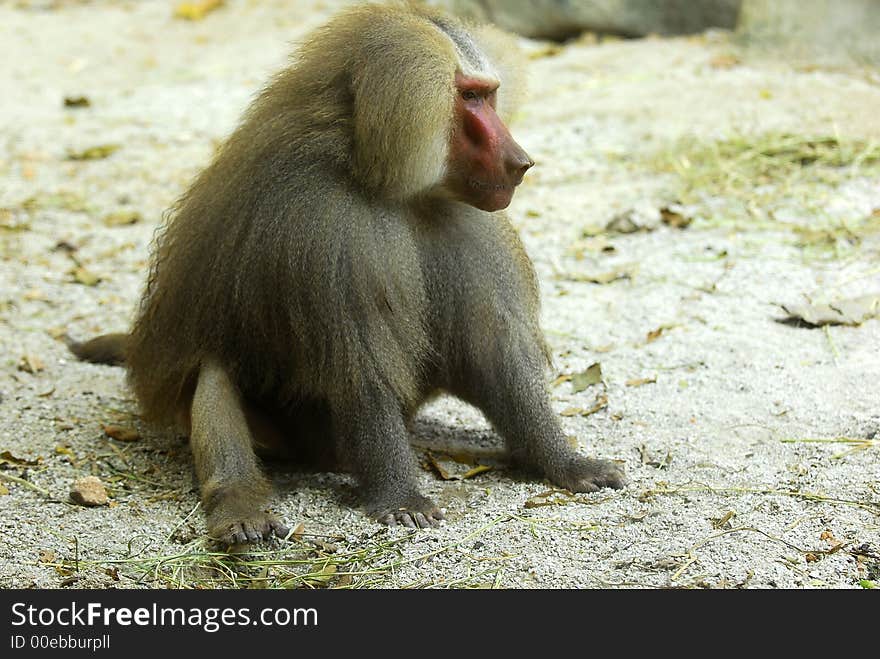 Baboon