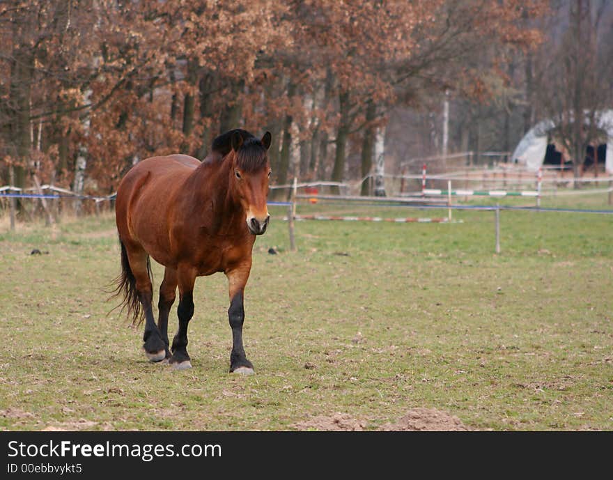 Brown gentlemanlike horse walking on pasture