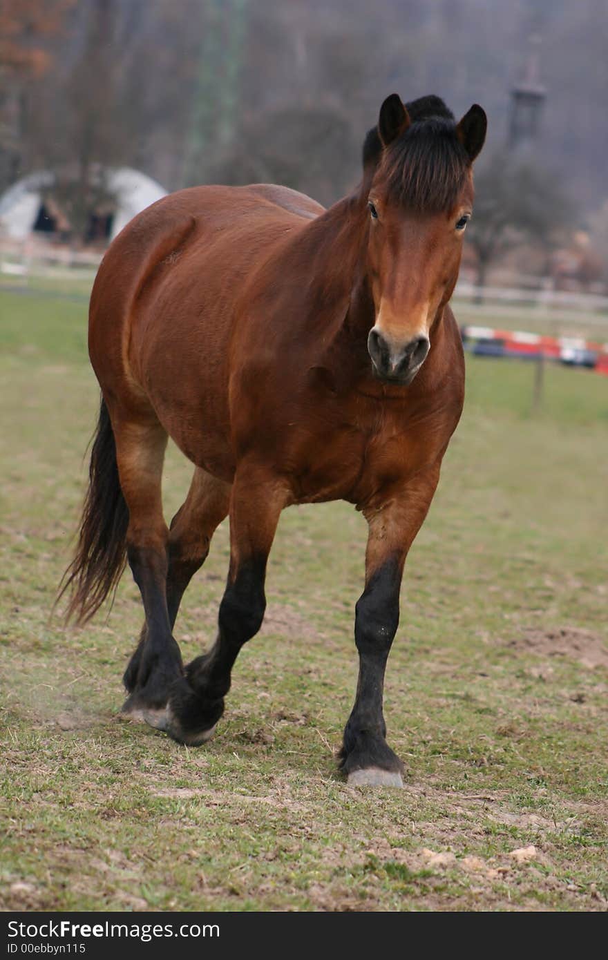 Beautiful Horse