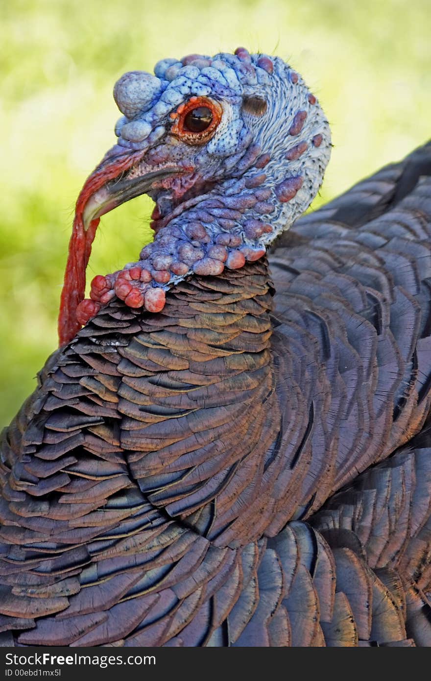 Proud chicken showing her beauty