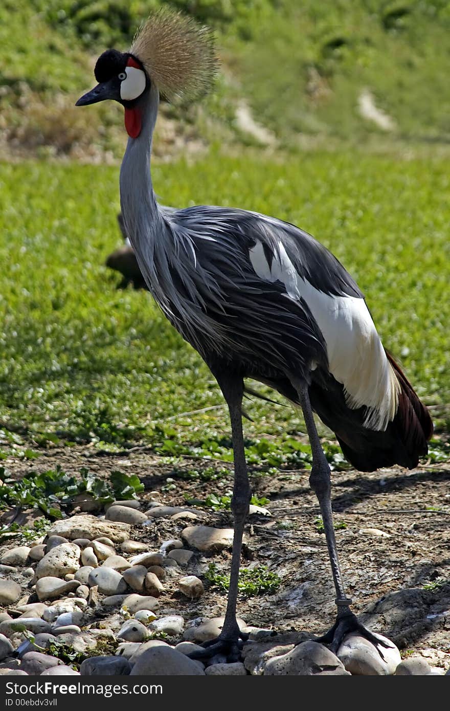 Bird in nature in Portugal