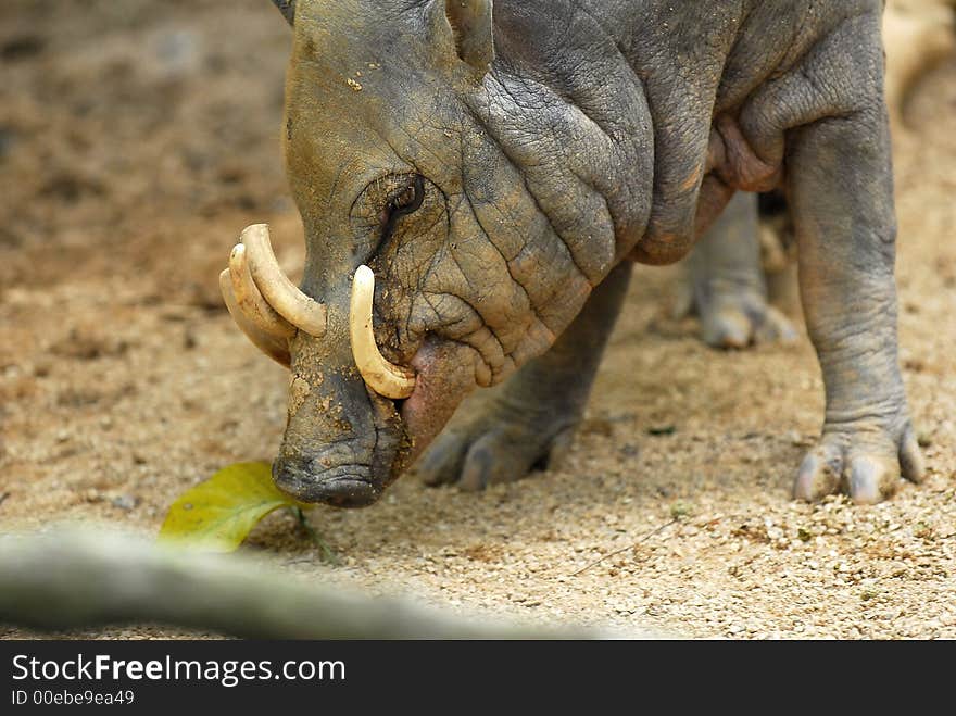 Babirusa