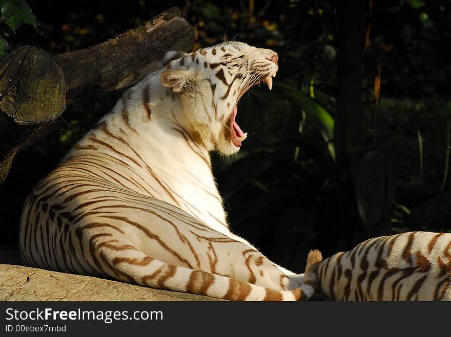 A picture of a white tiger yawning. A picture of a white tiger yawning