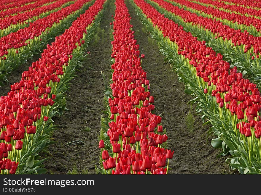 Red rows of tulips in the Skagit Valley, WA. Red rows of tulips in the Skagit Valley, WA