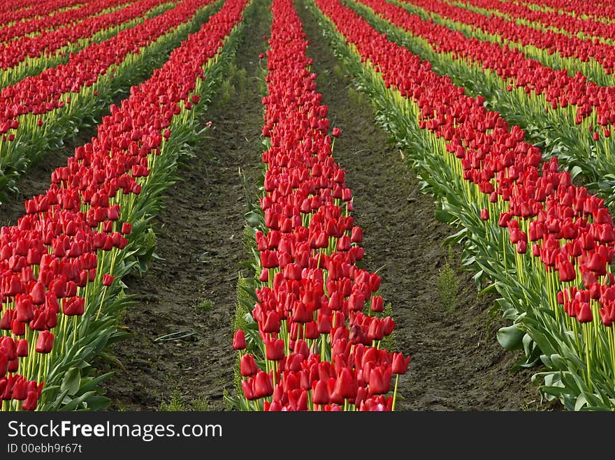 In the Tulips