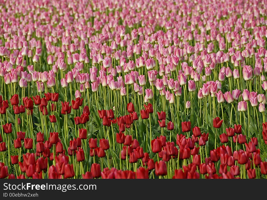 Tulips going from red to pink. Tulips going from red to pink