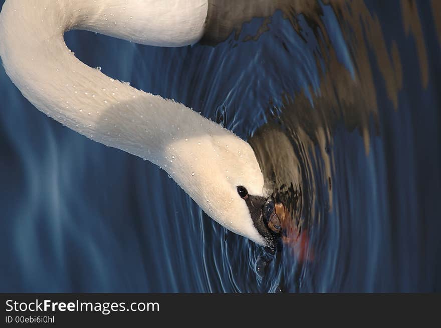 White swan drink water from Senba Lake at Japan. White swan drink water from Senba Lake at Japan