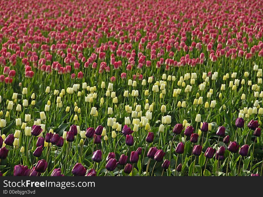 Purple,white, yellow and pink tulips. Purple,white, yellow and pink tulips