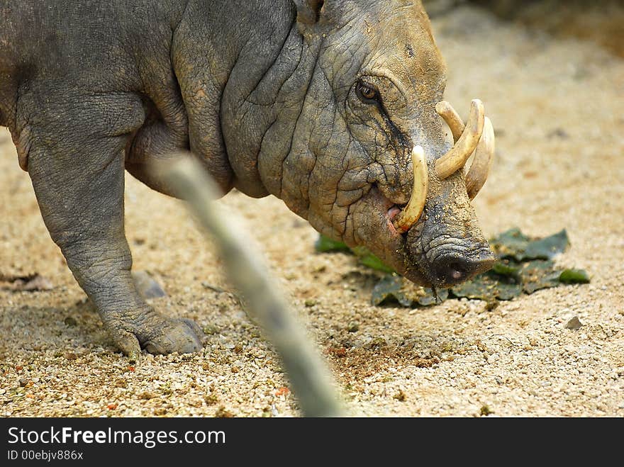 This is how a babirusa looks like when it grows old. This is how a babirusa looks like when it grows old