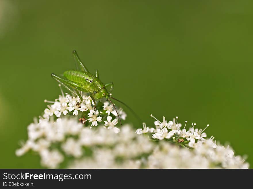 Green grasshopper on a white flower