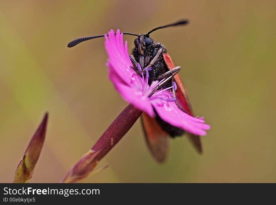 Six-spot Burnet on a pink flower