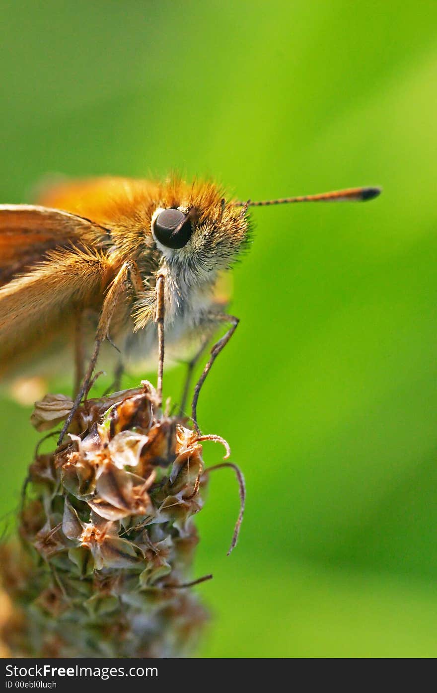 A skipper butterfly on flower