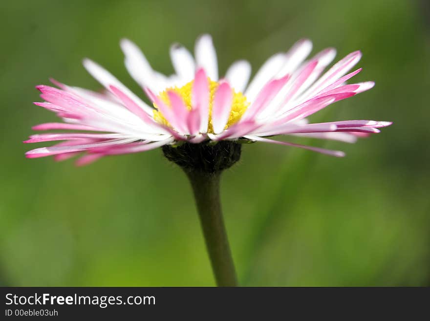 Small daisy in the garden with many little petals. Small daisy in the garden with many little petals