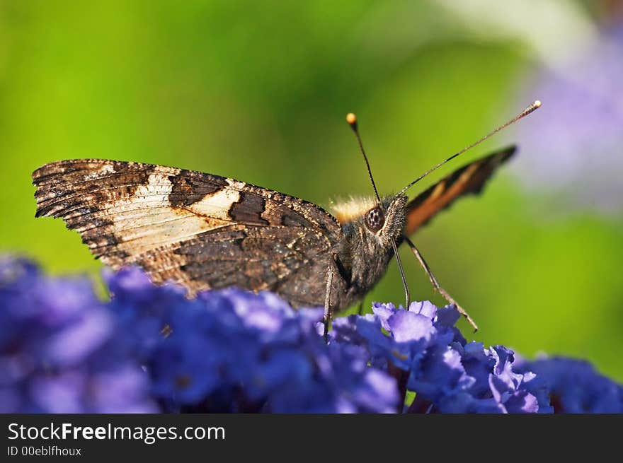 Aglais urticae