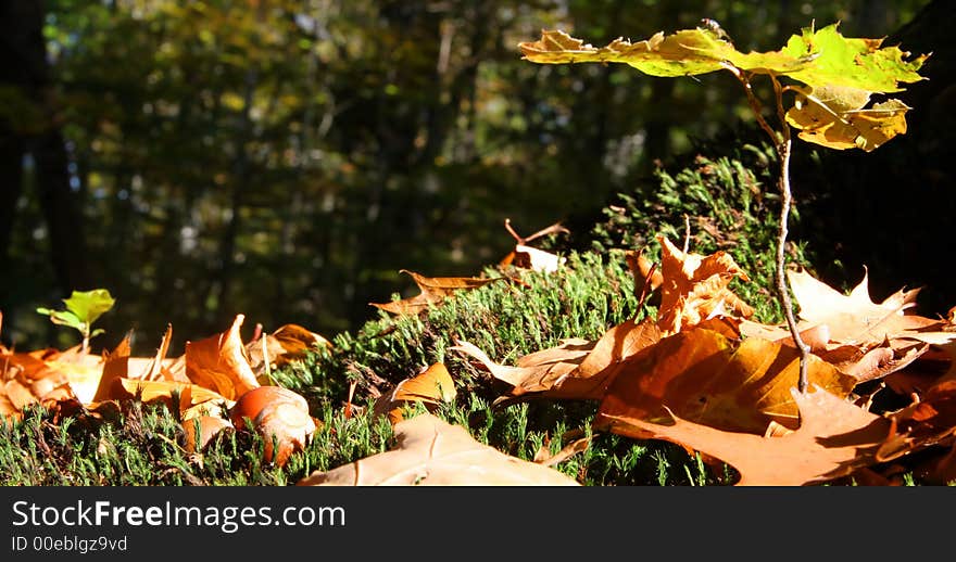 A forest bed seen from very close