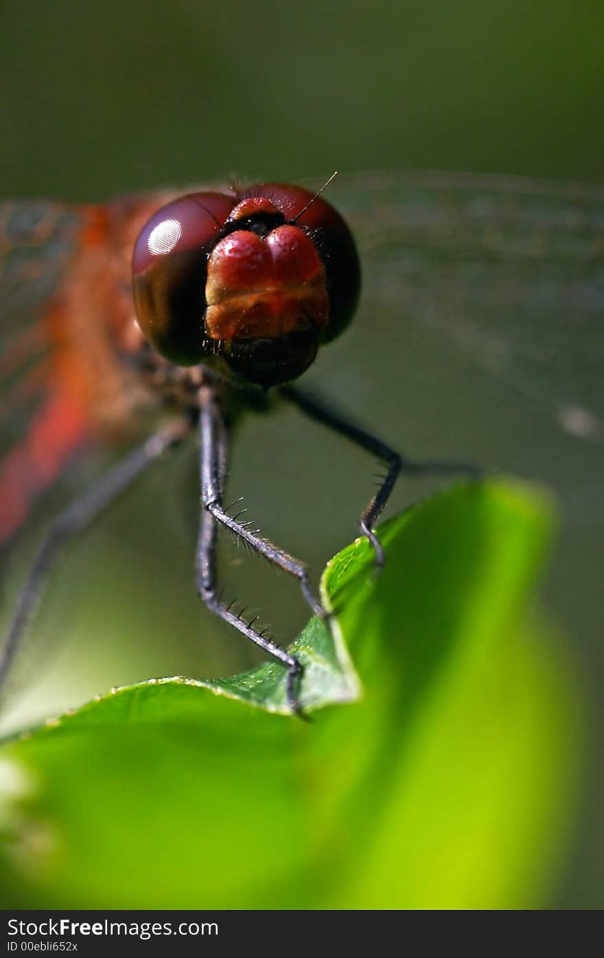 Red dragonfly on the leaf