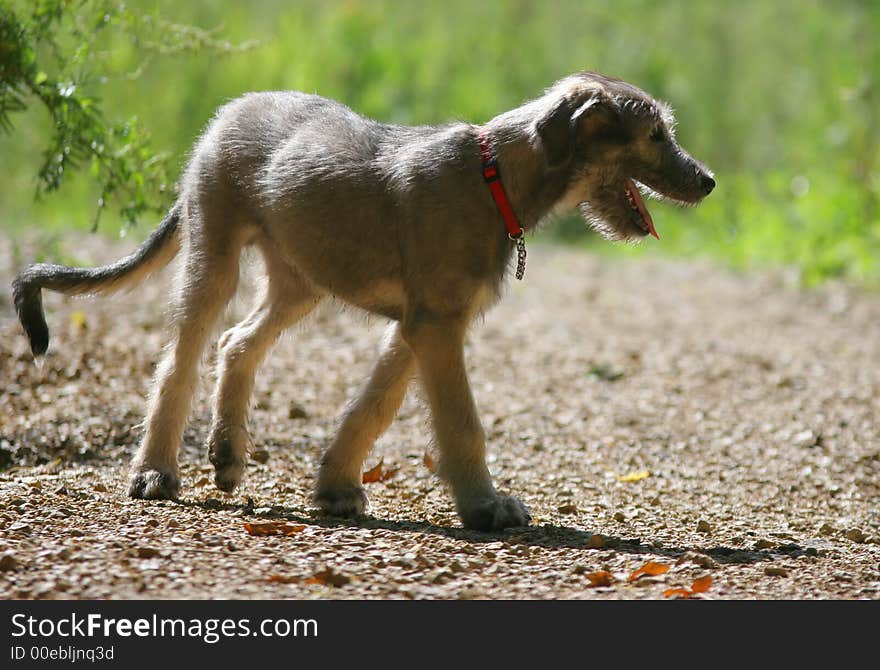 A young happy dog on the meadow. A young happy dog on the meadow