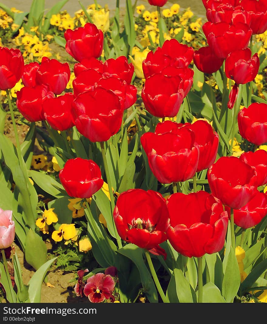 Beautiful and colorful red tulips