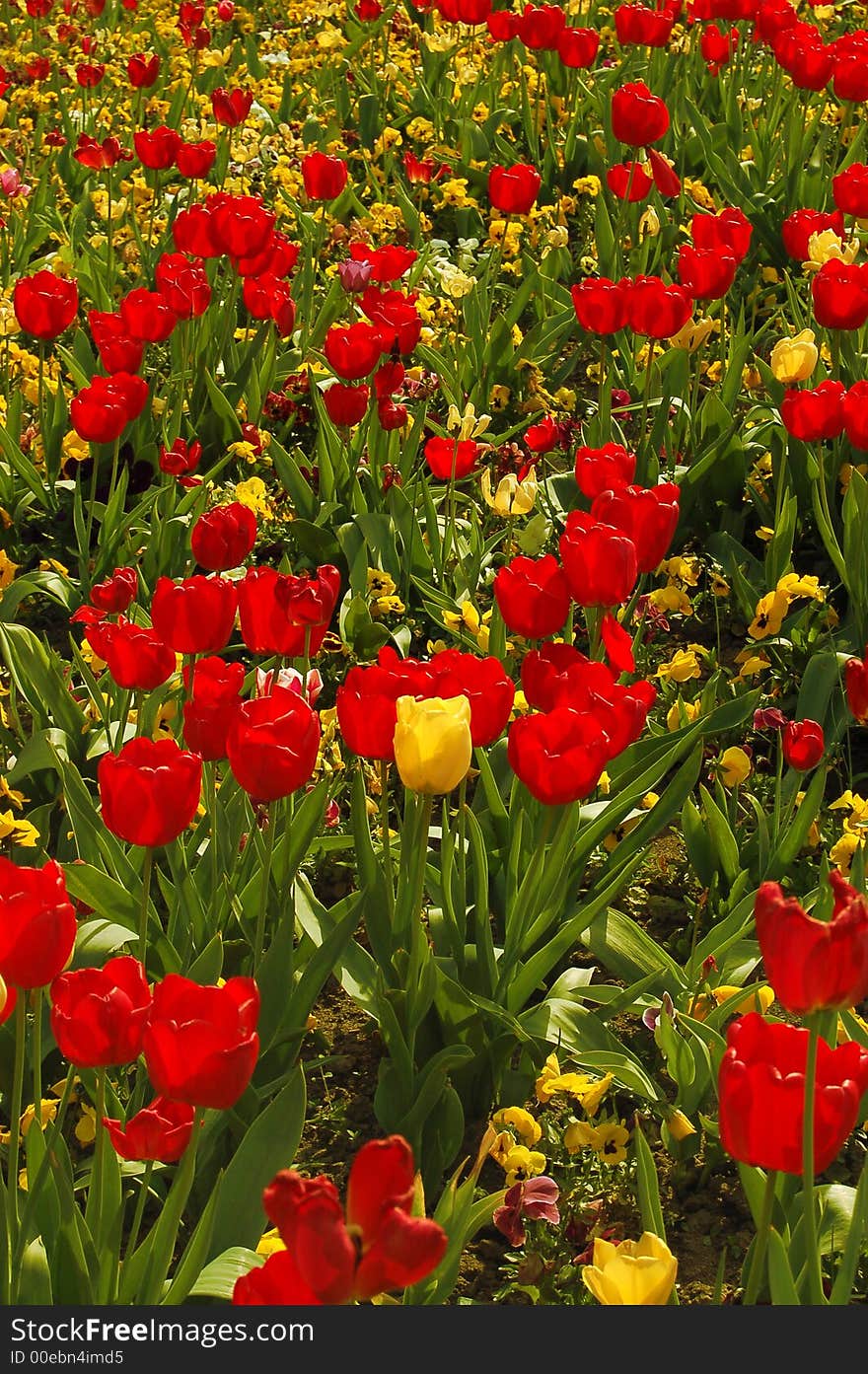 A field of beautiful and colorful tulips