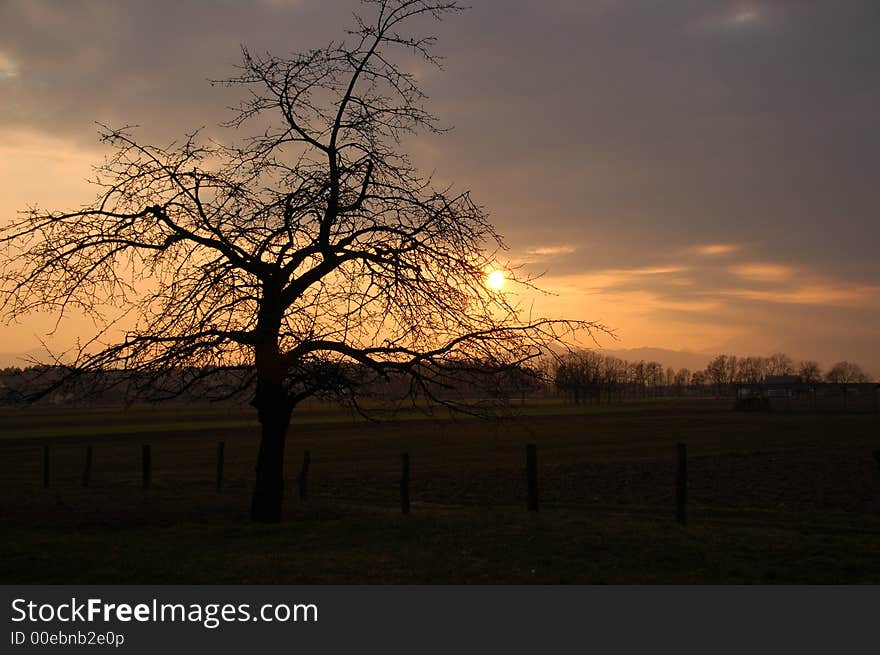 Lonely appletree