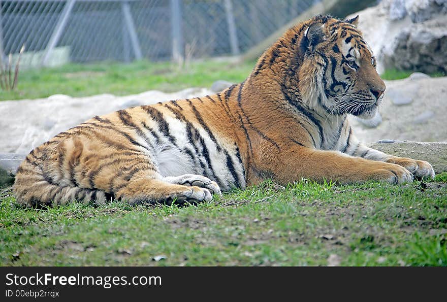 Amur Tiger 4