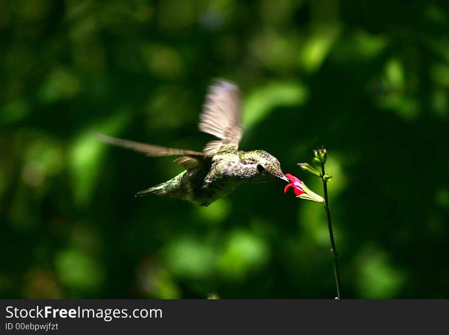 Hummingbird