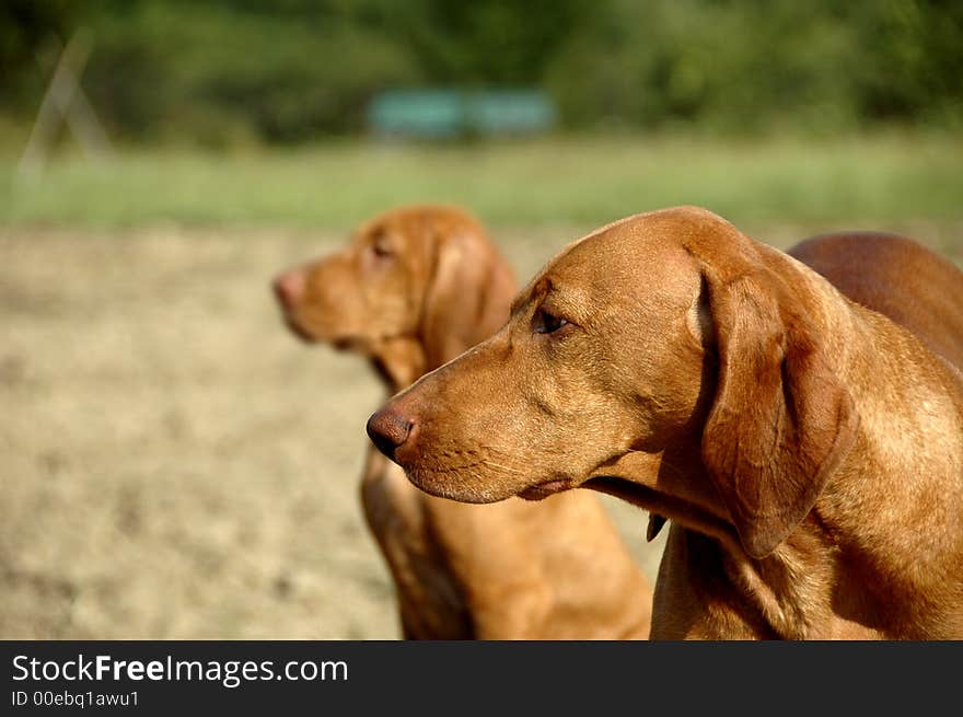 Vizsla Mother And Daughter