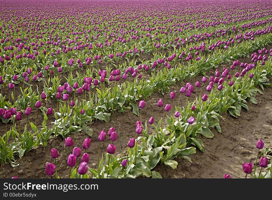 Rows of purple tulips in Skagit Valley, WA