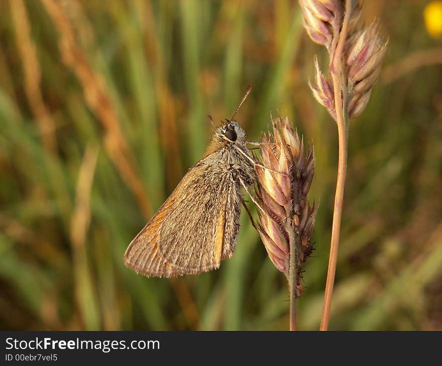 Butterfly