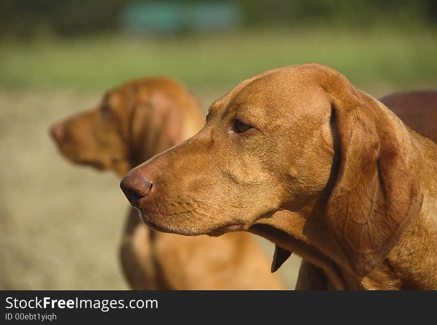 Vizsla Mother With Puppy