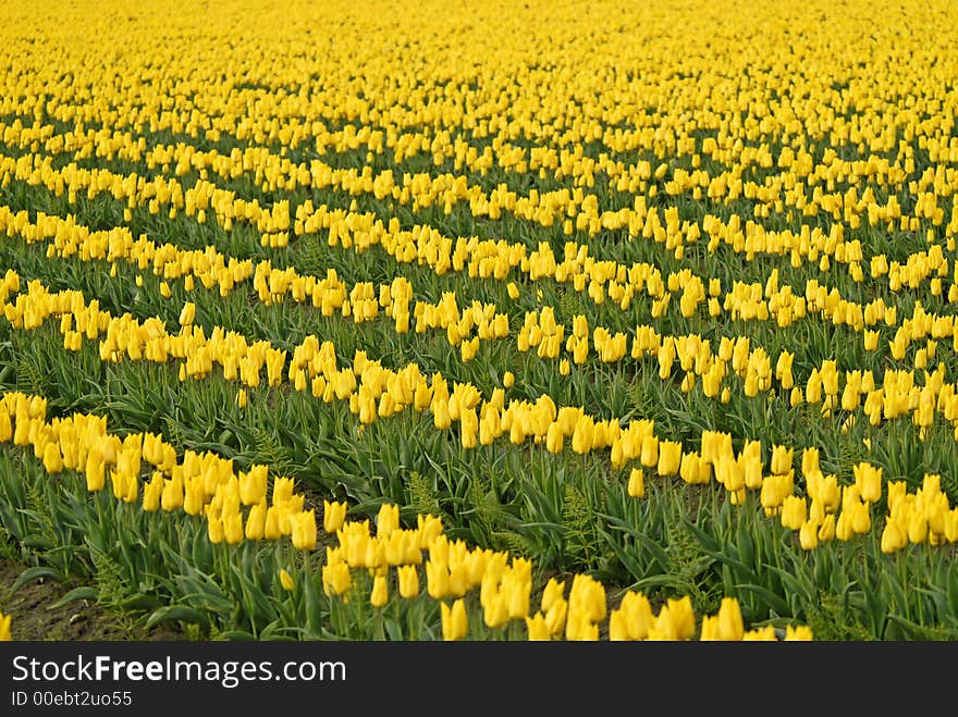 Rows of yellow tulips in Skagit Valley, WA