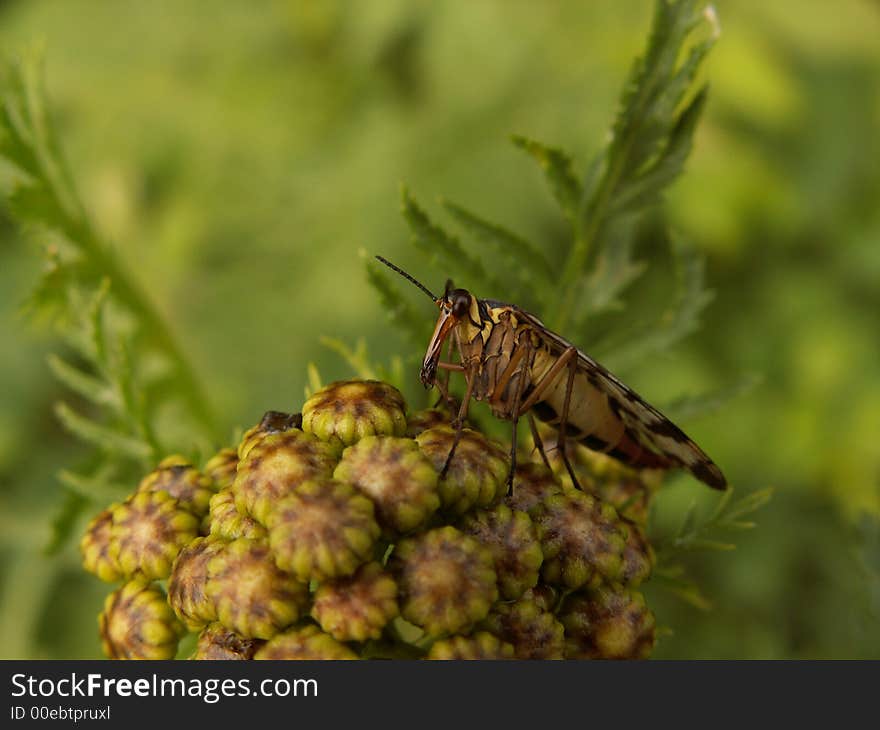 Scorpion Fly